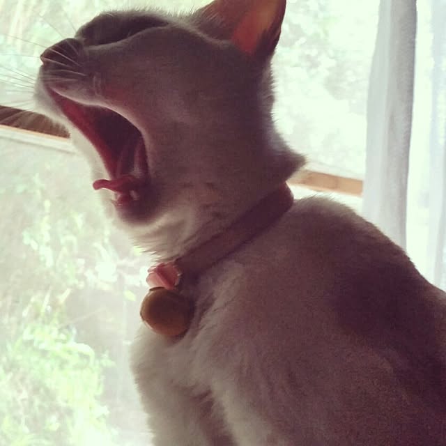 kinakoさんの実例写真