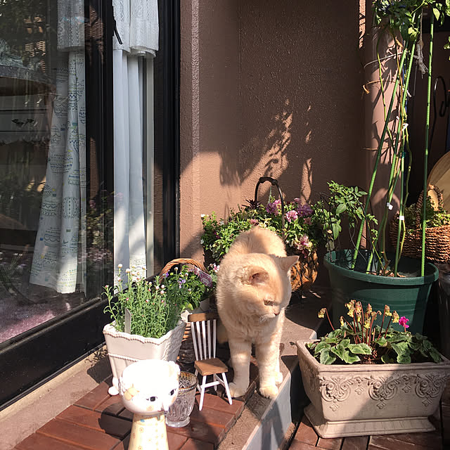 naokoさんの実例写真