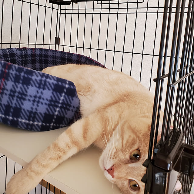 makoさんの実例写真