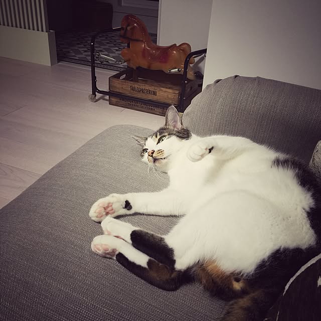 yuchiさんの実例写真