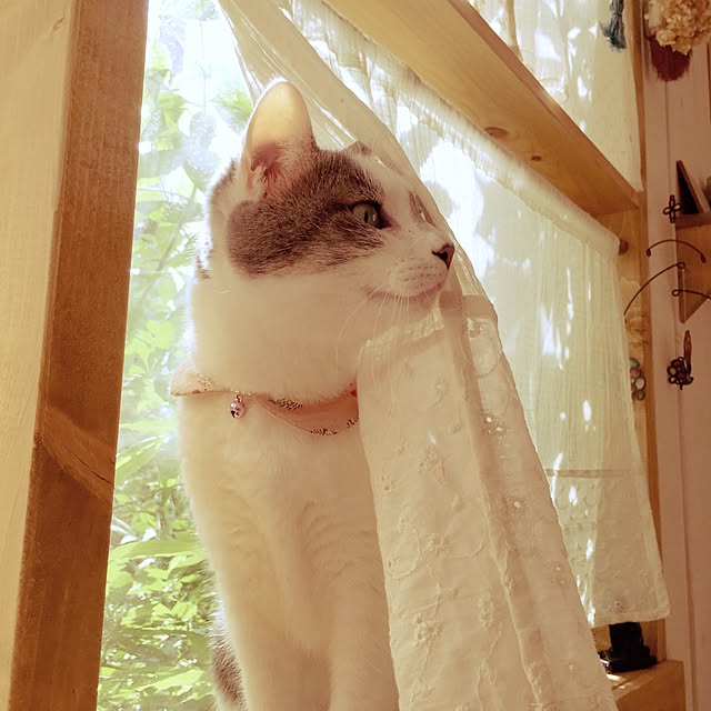 mintcatさんの実例写真