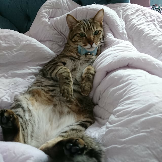 poniさんの実例写真