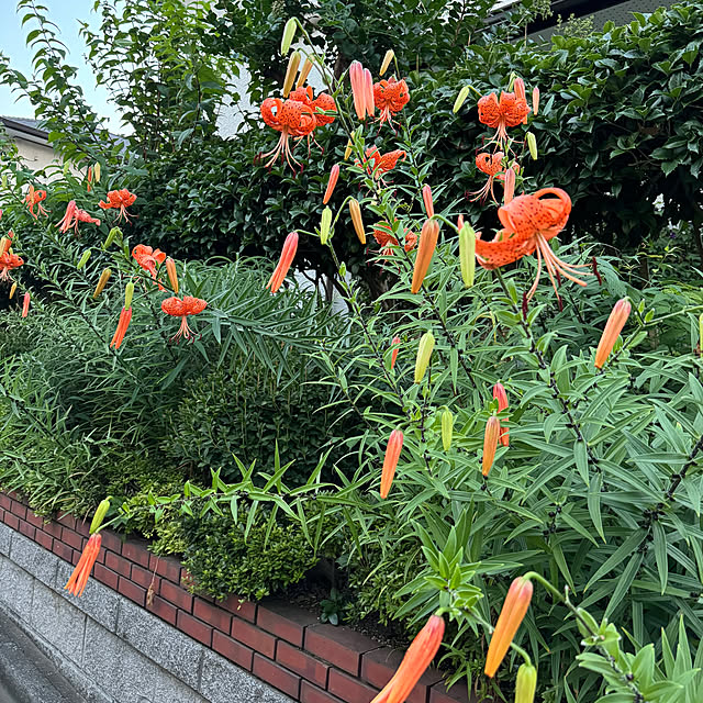 mamizaさんの実例写真