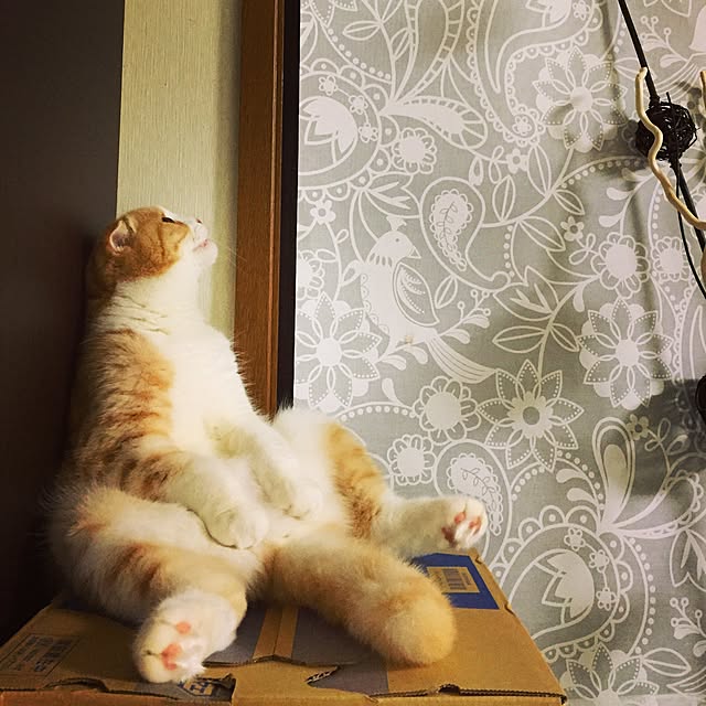 mochiさんの実例写真