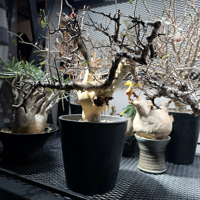 nuruiさんの部屋