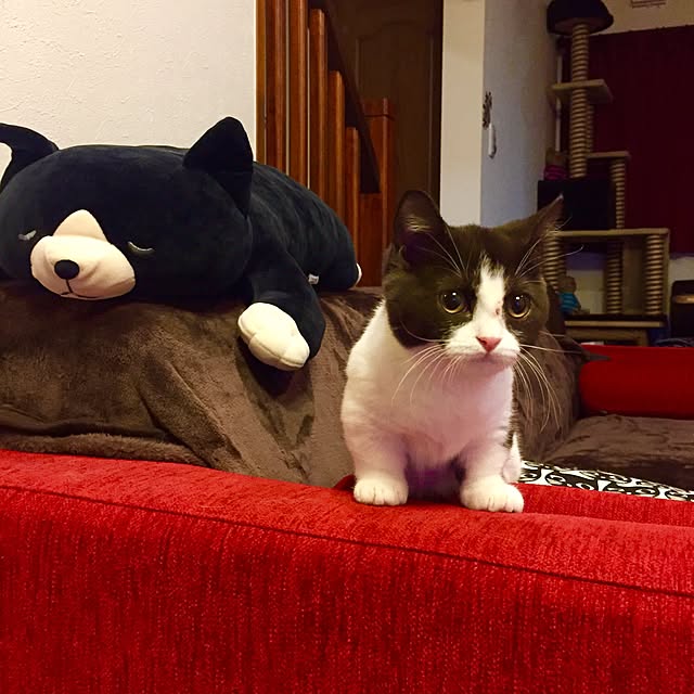 butachanさんの実例写真