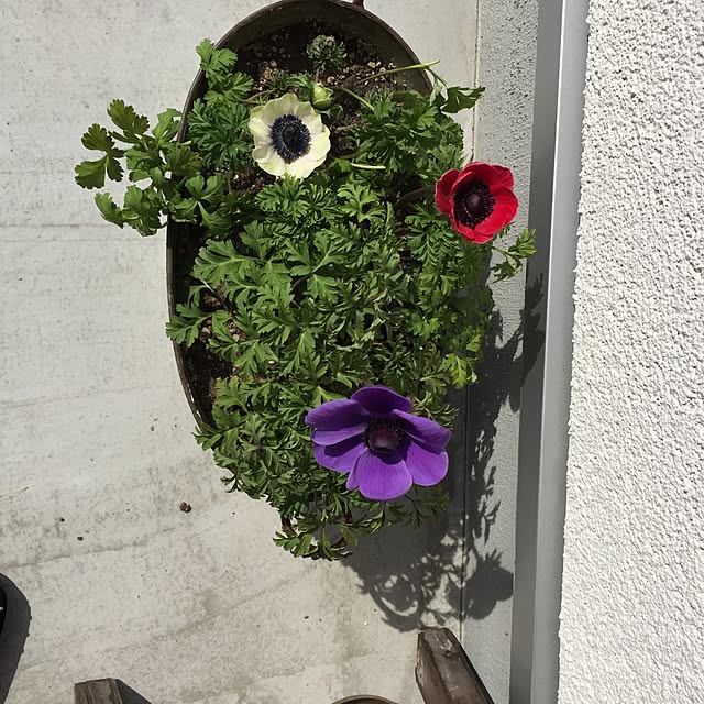 tSaさんの実例写真