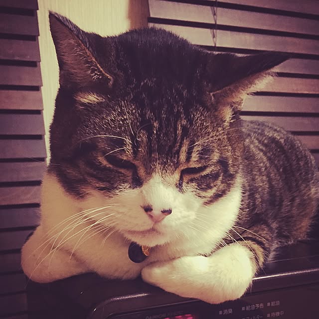 pinokoさんの実例写真