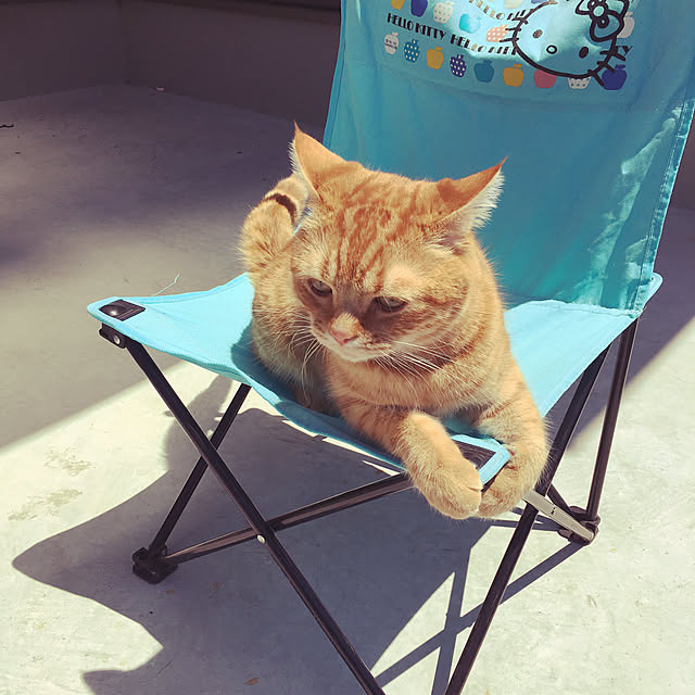 nekoさんの実例写真