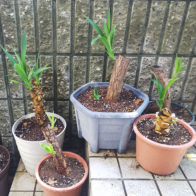 Shokoさんの実例写真
