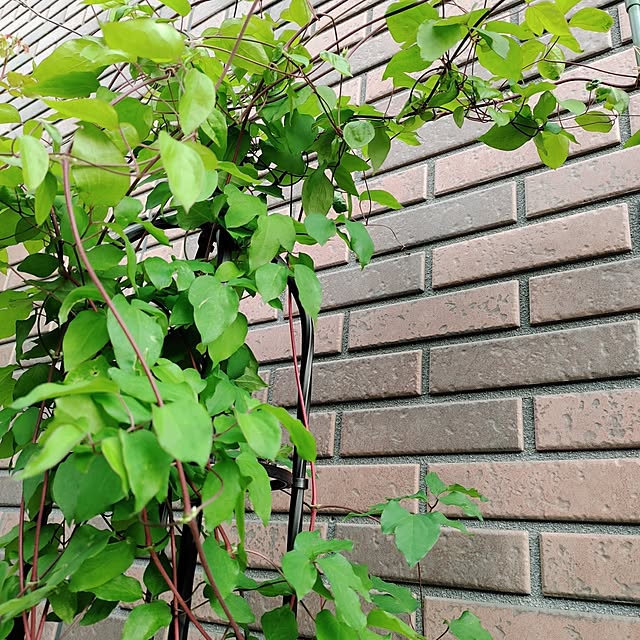 kiraさんの部屋