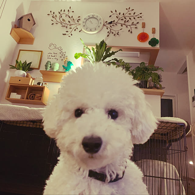 BUNさんの実例写真