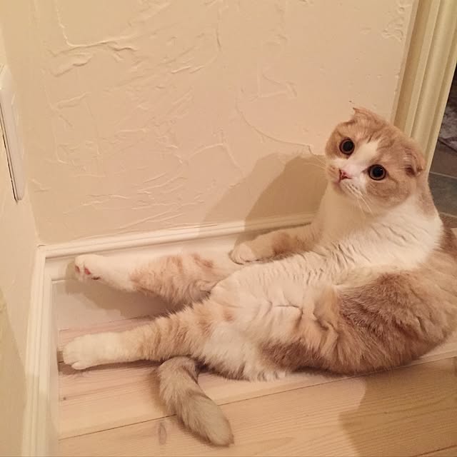 123zzzさんの実例写真