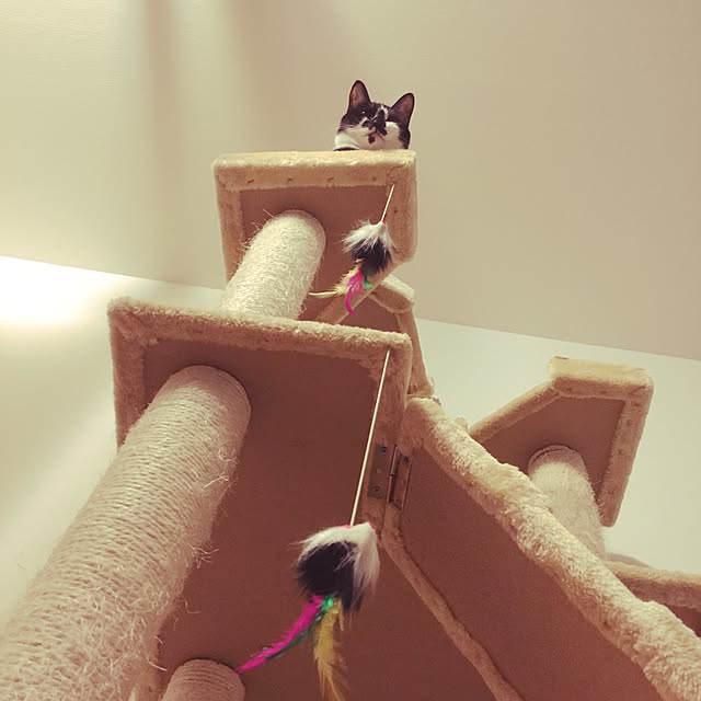 miruさんの実例写真