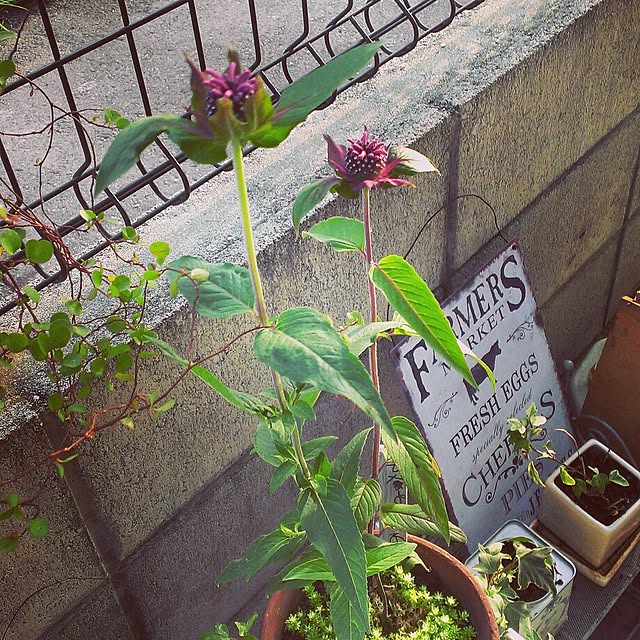 yukiさんの実例写真