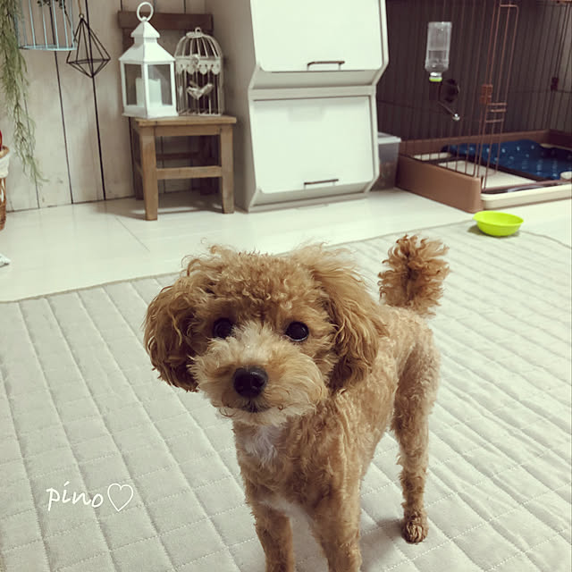 honohonoさんの実例写真