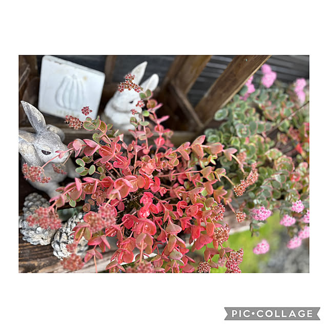 CoCo0617さんの部屋