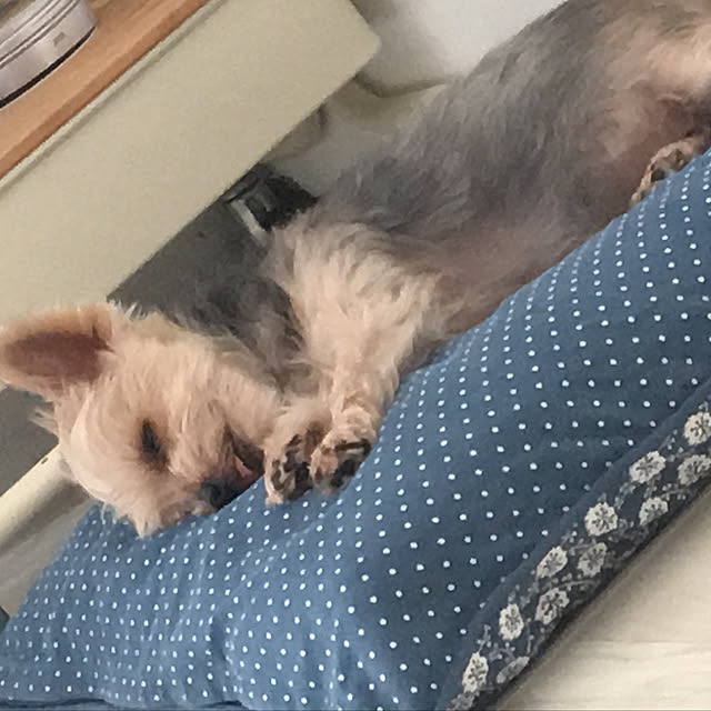 ohanaさんの実例写真