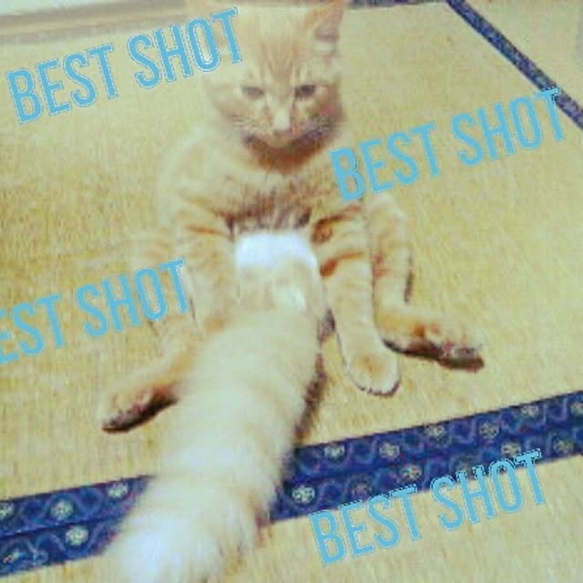 Little-Bambiさんの実例写真