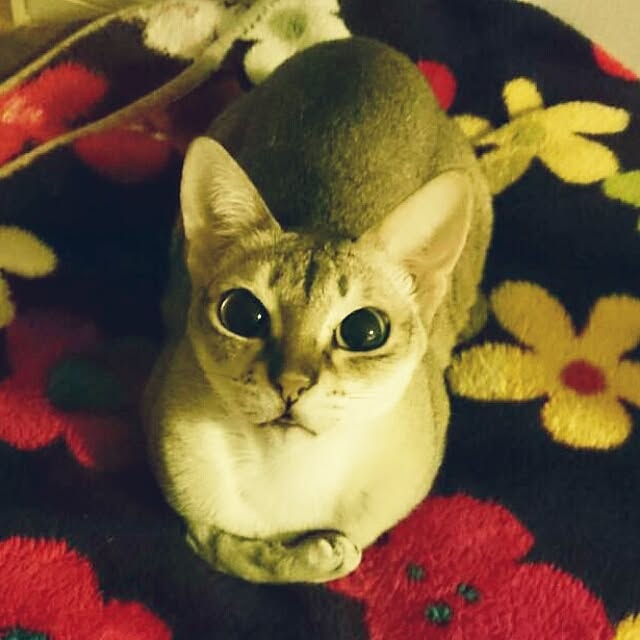 Jcさんの実例写真