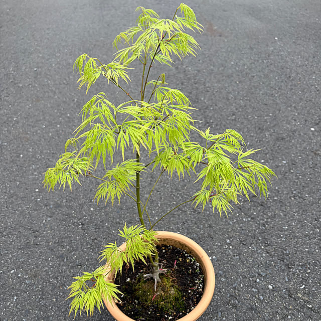 poi.cueさんの実例写真