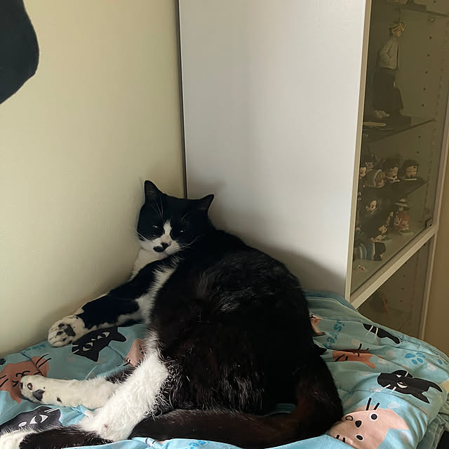 nekoさんの実例写真