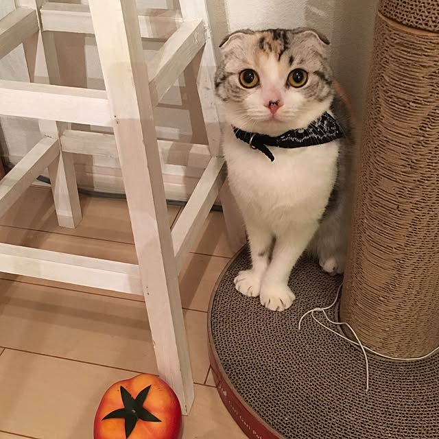 yokkochanさんの実例写真