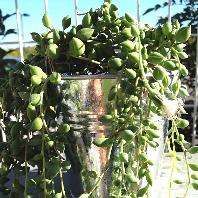 cocoさんの実例写真