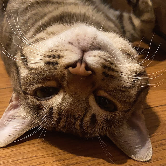 猫/棚のインテリア実例 - 2022-11-03 03:11:46