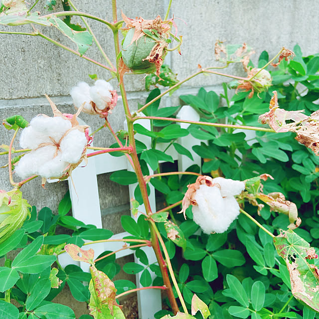 fumofumoさんの実例写真