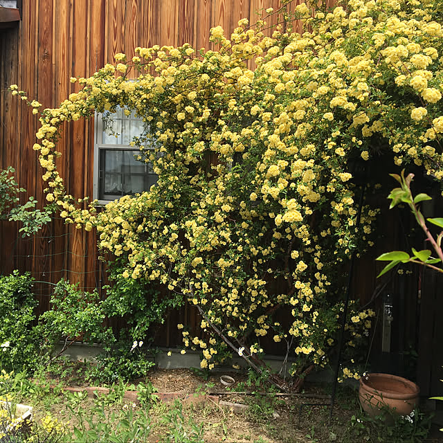 shigimiさんの実例写真