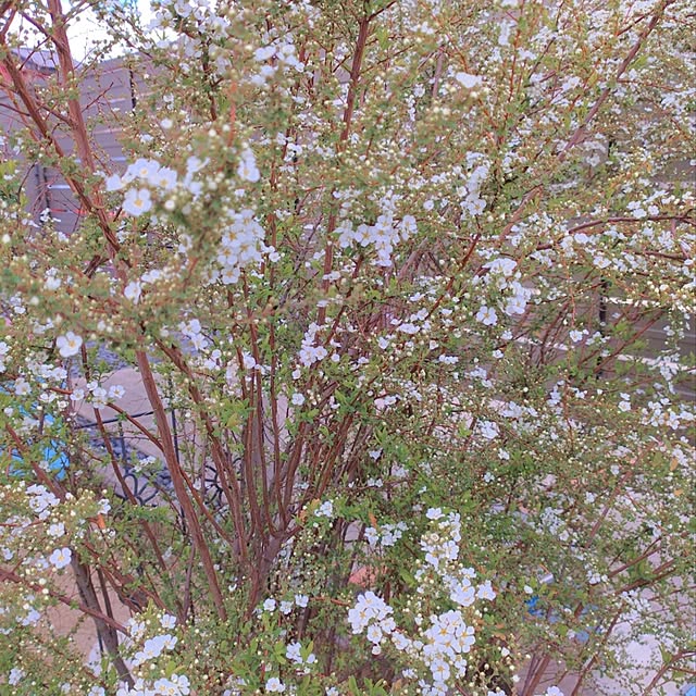 Miyumamaさんの実例写真