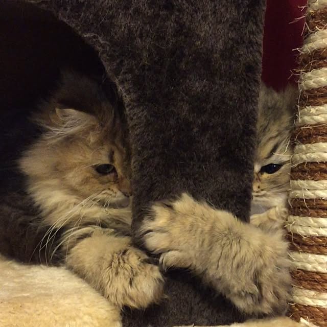butachanさんの実例写真