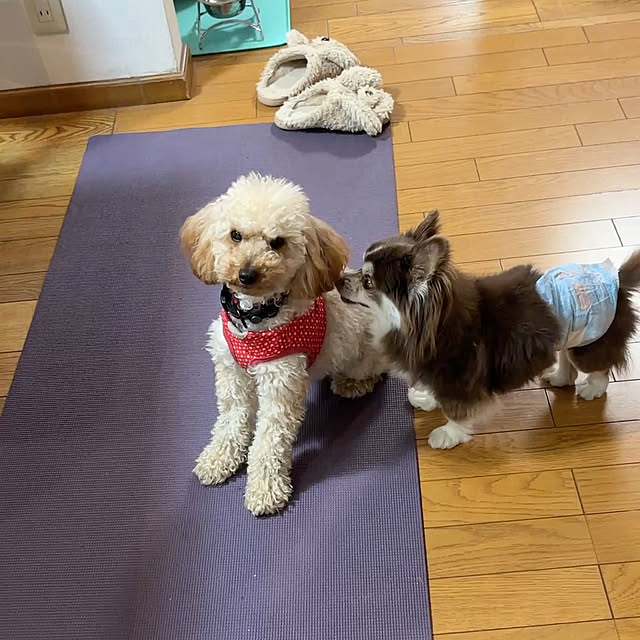 chIoeさんの部屋