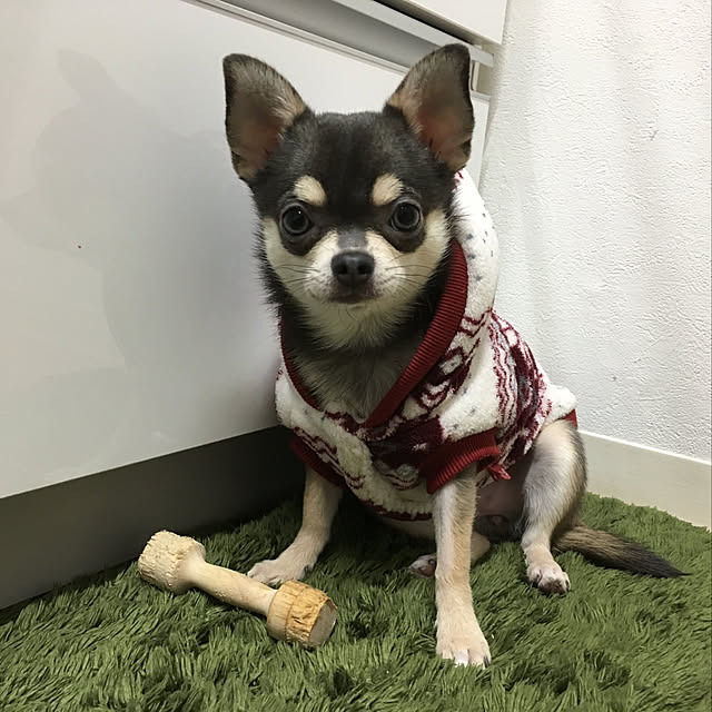 実例写真