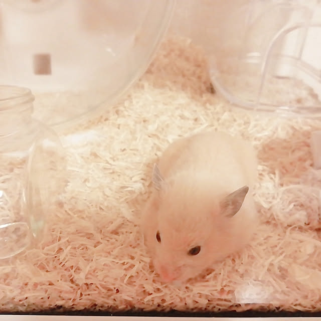 haruさんの実例写真
