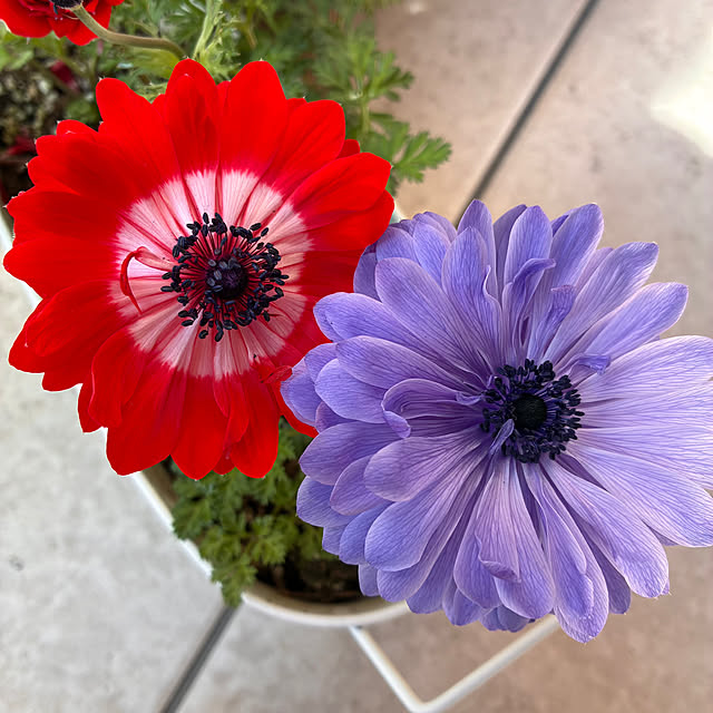 ayayayayaさんの実例写真