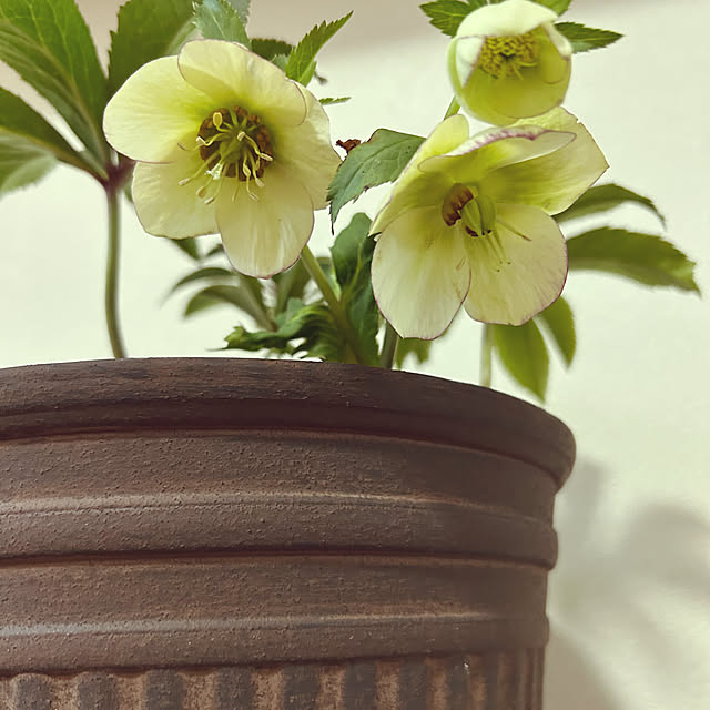 lemonlimeさんの実例写真