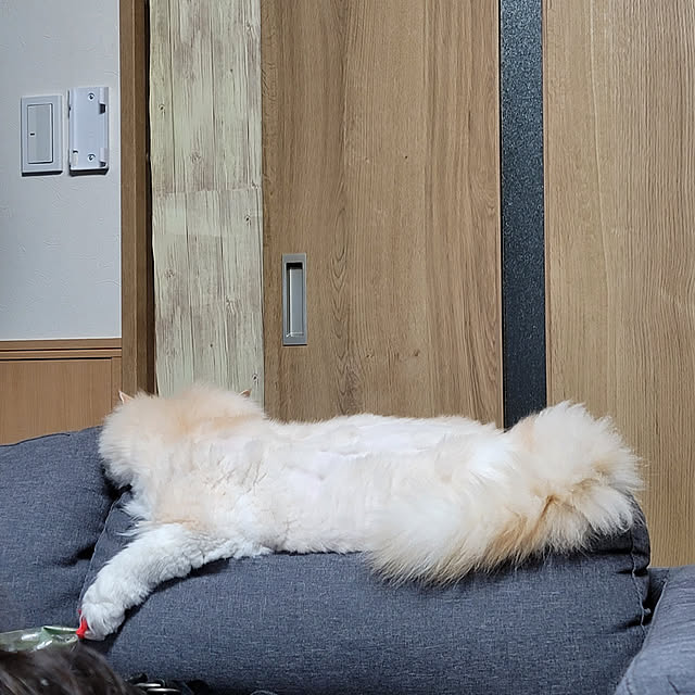 hanioさんの実例写真