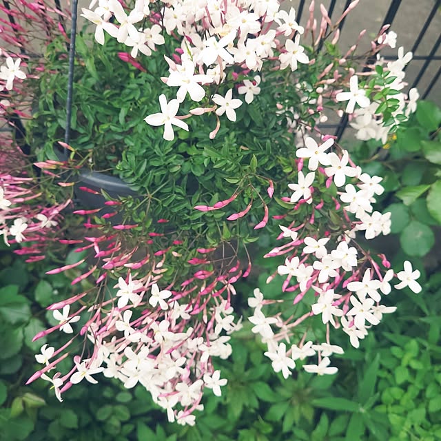 mimi828さんの実例写真