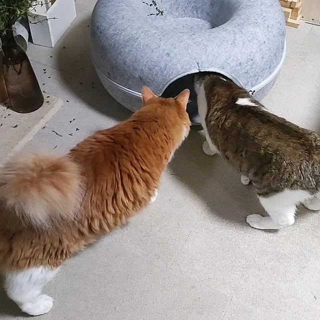 mori_6_12さんの実例写真