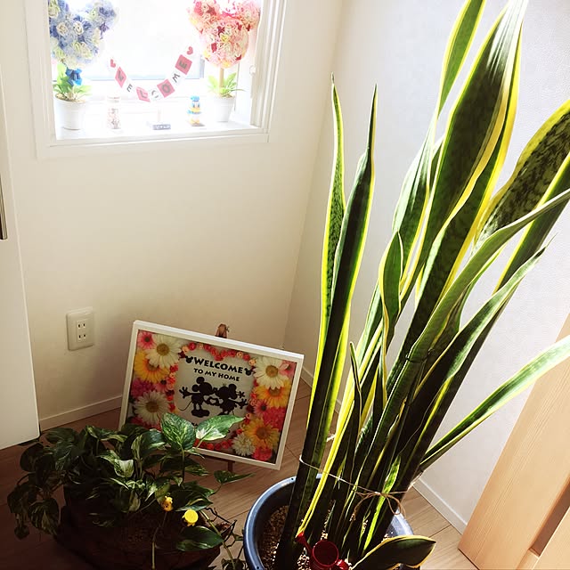 玄関/入り口/ダイソー/DIY/ナチュラル/観葉植物...などのインテリア実例 - 2017-01-13 13:50:38
