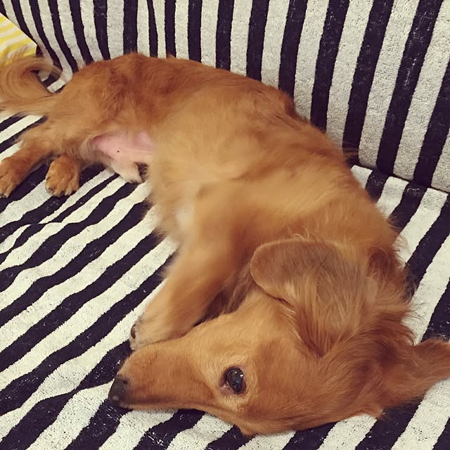 cocoaさんの実例写真