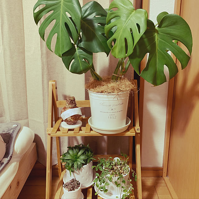 観葉植物/ナチュラル/IKEA/一人暮らし/北欧...などのインテリア実例 - 2020-02-02 00:10:20