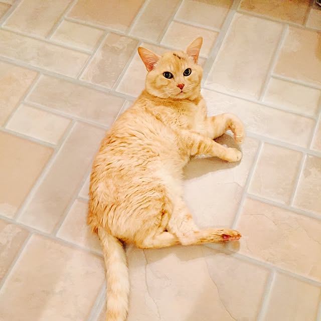 marokichiさんの実例写真
