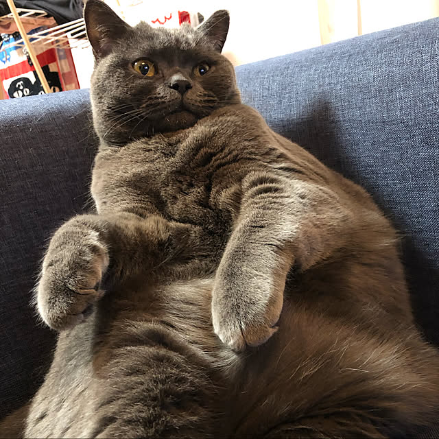 Shojiさんの実例写真
