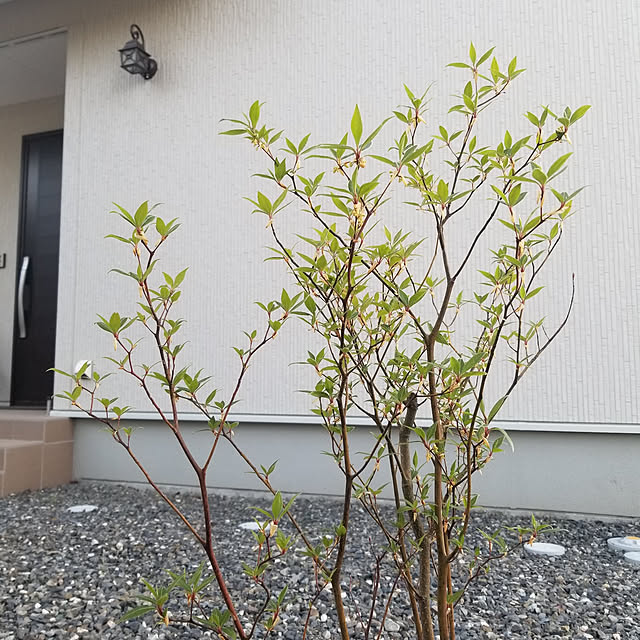 shimaaadsさんの実例写真