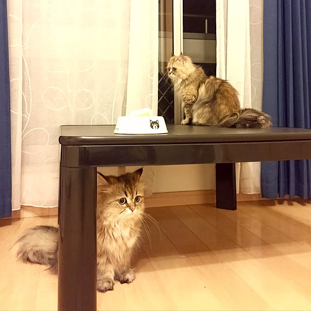 butachanさんの実例写真