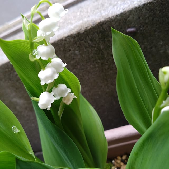 odecomaikoさんの実例写真