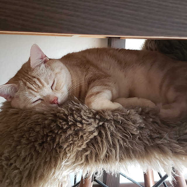 ginjiさんの実例写真